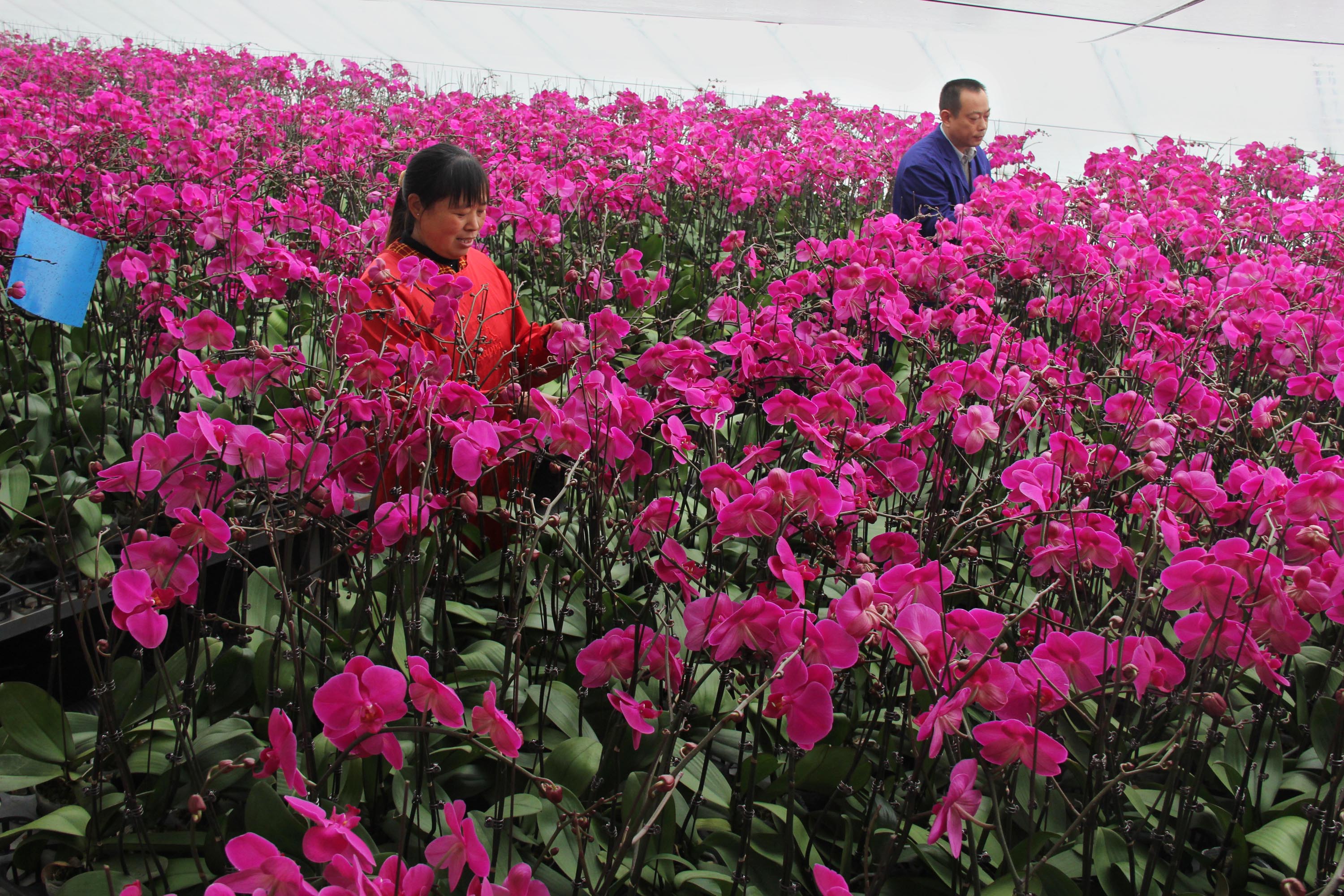 时值寒冬,该县"花花秀"花卉园艺专业种植合作社花卉基地温棚里的2