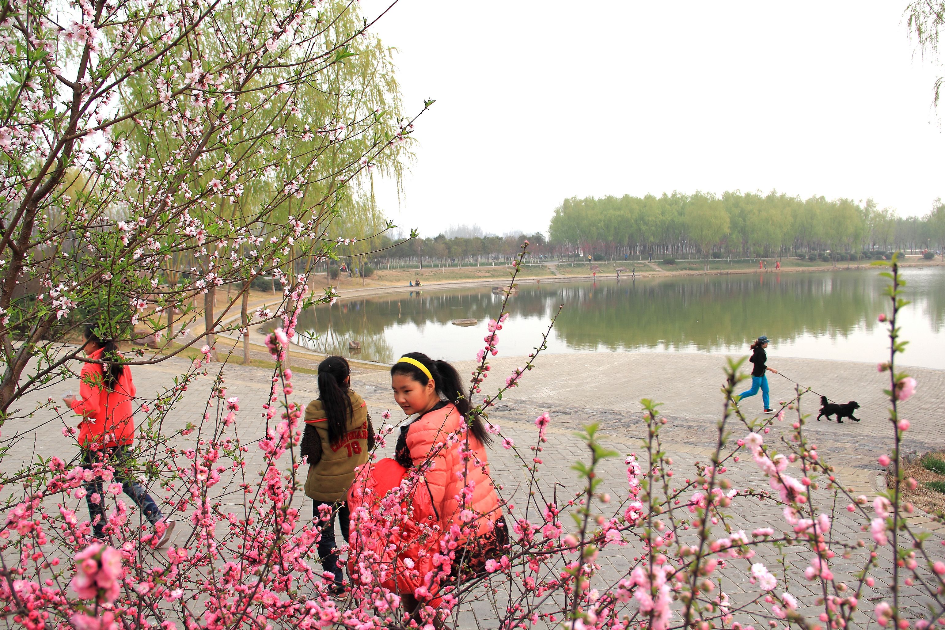 焦作新闻网讯  3月31日,游客在孟州市滨河公园踏青赏花.