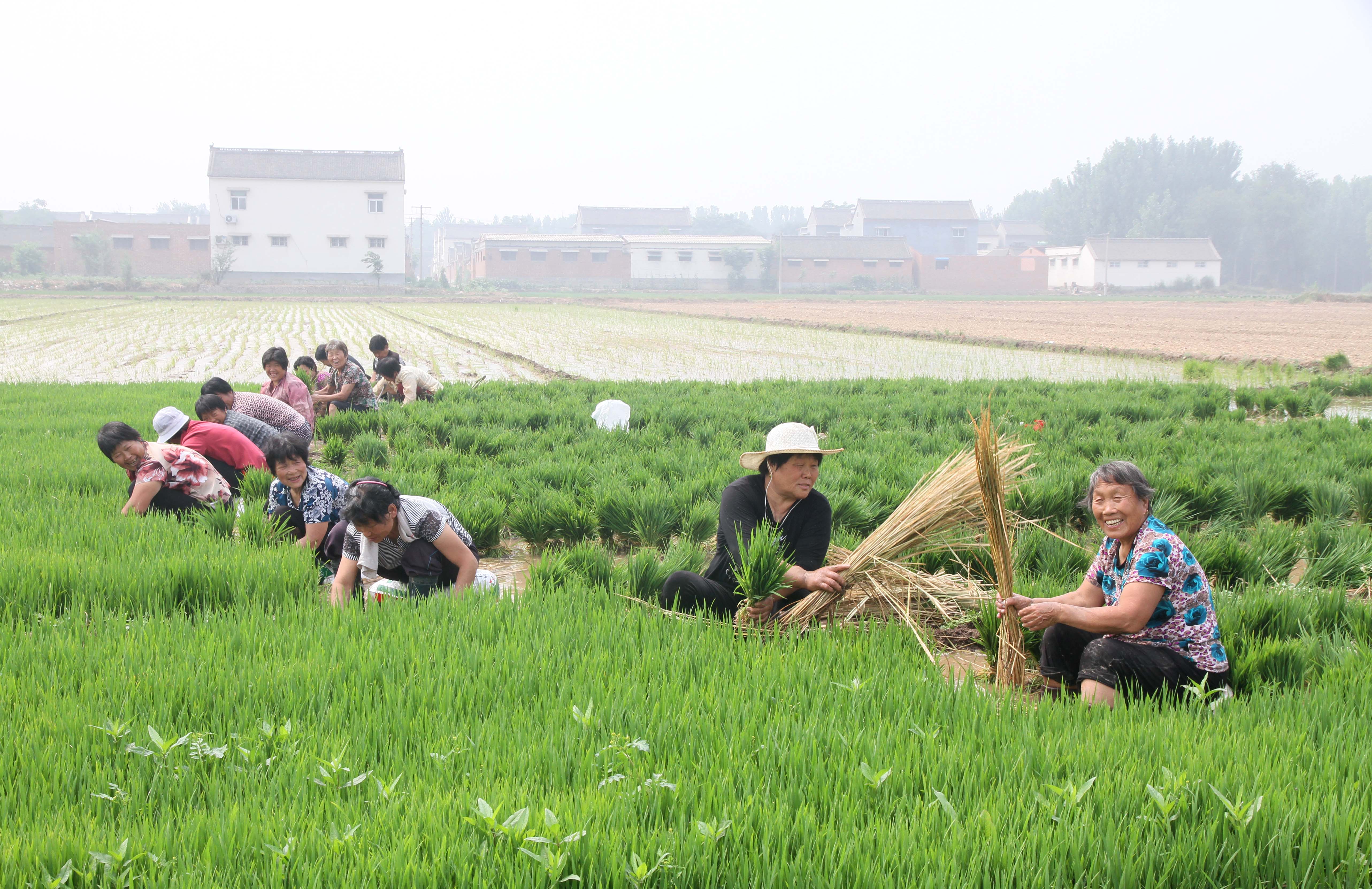     图2为:6月17日,武陟县乔庙乡马宣寨村农民